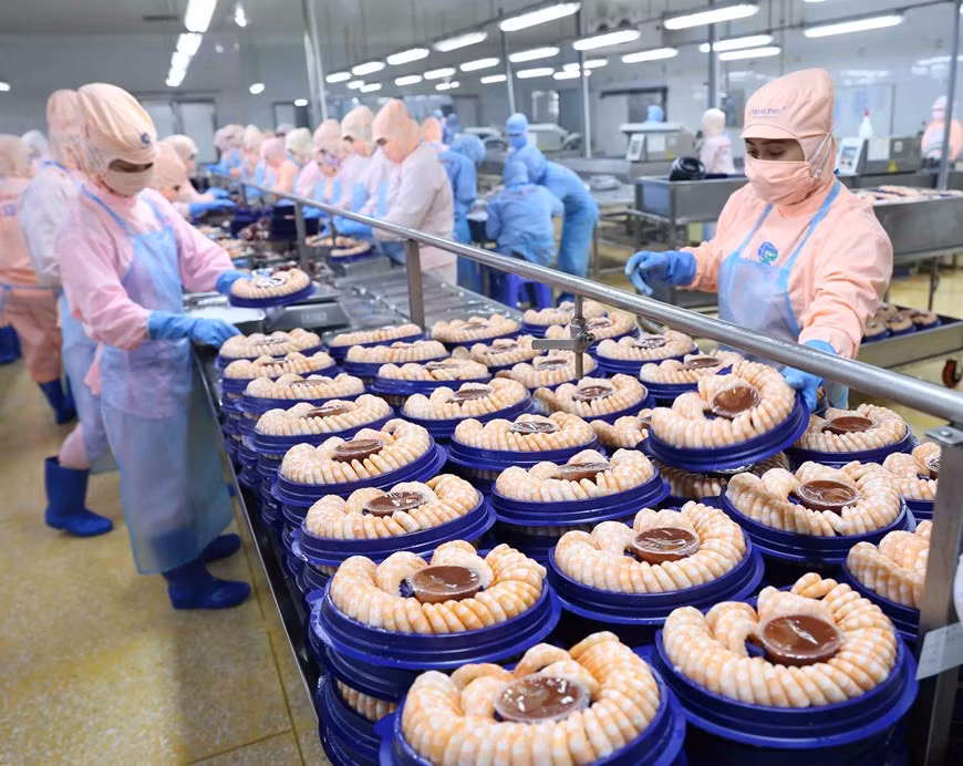 На сегодняшний день вьетнамские морепродукты экспортируются в 170 стран и территорий. На фото: Переработка креветок для экспорта на рынки США и Японии компании Minh Phu Seafood Corporation (Minh Phu Seafood Corp). (Фото: ВИА)