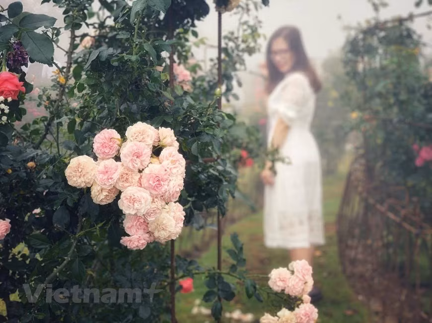 (Фото: Vietnam+)