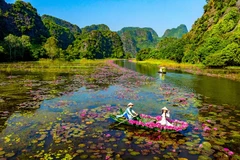 Тамкок – Ниньбинь вступает в сезон пышного цветения водяных лилий. 