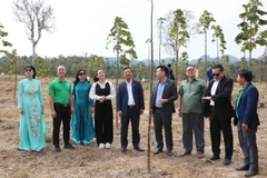 Посол Вьетнама в Лаосе Нгуен Минь Там и руководство провинции Кхаммуан посетили и проконтролировали реализацию сельскохозяйственного проекта вьетнамского предприятия на местном уровне. (Фото: Vietnam+)