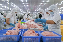 Переработка экспортной продукции из рыбы пангасиус на предприятии Caseamex, расположенном в промышленной зоне Ча Нок (Кантхо). Фото: ВИА.