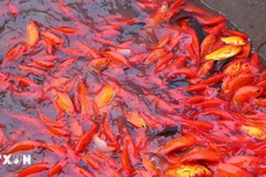 Ритуал выпускания карпа в день поклонения "Онг Конг, Онг Тао" знаменует начало Тэта. Фото: ВИА.