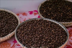 Качественный кофе Робуста из Жалай был представлен на фестивале кофе Gia Lai Coffee Festival 2025 вечером 30 апреля 2025 года. Фото: ВИА.