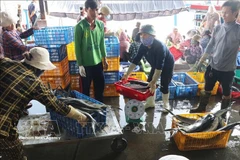 Перекупщики закупают рыбу в порту Хонро. Фото: ВИА.