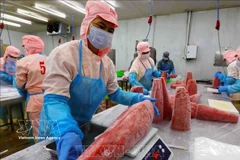 Первичная переработка экспортной продукции из тунца на заводе Акционерного общества «Ба Хай» (Фуиен). Фото: ВИА.