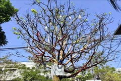 Столетняя жёлтая абрикоса стоимостью 3,7 млрд донгов вызвала ажиотаж в Анзянге. Фото: ВИА.