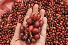 Вьетнамский кофе совершает прорыв в экспорте, подтверждая свои позиции на международном рынке.