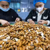 Сортировка и переработка миндаля на экспорт на заводе компании Gold Tree Food Vietnam (100% китайский капитал), расположенном в промышленном парке Тыха города Хюэ. (Фото: ВИА).