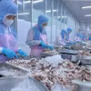 Переработка осьминога для экспорта на японский рынок в компании Huy Nam, провинция Анзянг. (Фото: ВИА)