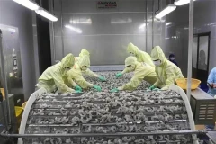 Обработка креветок для экспорта (Фото: ВИА) 