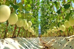 Вьетнам расширяет цепочки поставок для устойчивого органического сельского хозяйства (Фото: ВИA)