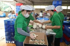 Упаковка свежих кокосов для экспорта в компании Mekong Fruit Co., Ltd., расположенной в общине Хыудинь, уезд Чаутхань, провинция Бенче. (Фото: ВИA)