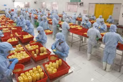 Переработка консервированных ананасовых продуктов на заводе акционерного общества сельскохозяйственного импорта и экспорта Aнжанг. (Фото: ВИА) 