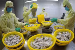 Экспорт морепродуктов в марте 2022 года увеличился на 25%. (Фото: ВИА)