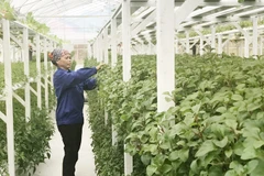 Модель органического овощеводства в общине Тьенсуан (уезд Тхатьтхат) дает высокую экономическую эффективность.