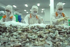 Переработка креветок на экспорт в Cafatex Hau Giang. Белорусы хорошо знакомы с ключевыми продуктами Вьетнама, в том числе с морепродуктами. (Фото: ВИА)
