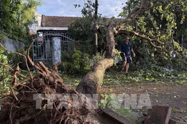 Дерево упало вплотную к жилому дому. (Фото: ВИА)