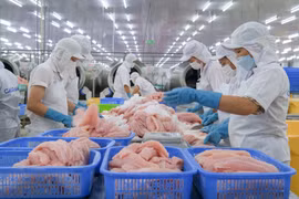 Переработка экспортной продукции из рыбы пангасиус на предприятии Caseamex, расположенном в промышленной зоне Ча Нок (Кантхо). Фото: ВИА.