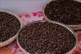 Качественный кофе Робуста из Жалай был представлен на фестивале кофе Gia Lai Coffee Festival 2025 вечером 30 апреля 2025 года. Фото: ВИА.