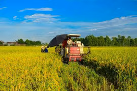 Уборка риса в дельте реки Меконг. Фото: Vietnam+.
