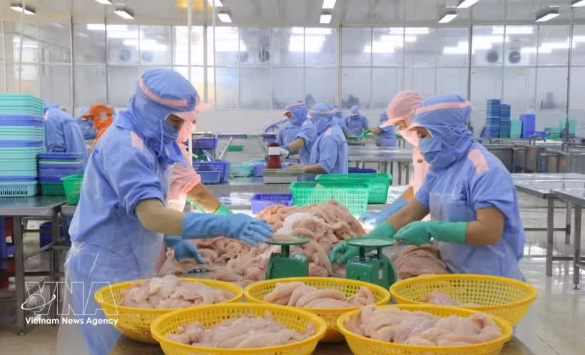 Рабочие перерабатывают морепродукты для экспорта (Фото: ВИА) 