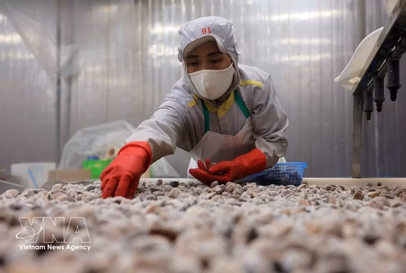Переработка моллюсков для экспорта на заводе АО по экспорту и импорту морепродуктов Тханьхоа, провинция Тханьхоа (Фото: ВИА)