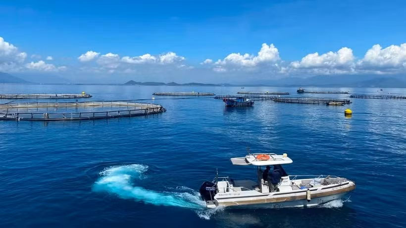 Участок высокотехнологичного выращивания морского окуня на глубоководье компании Australis Vietnam Aquaculture Co., Ltd. в заливе Ванфонг, провинция Кханьхоа (Фото: nhandan.vn)