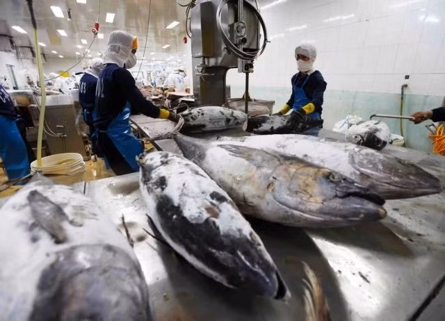 Переработка тунца на экспорт на предприятии Binh Dinh Fishery Joint Stock Company в южной провинции Биньдинь (Фото: ВИА)