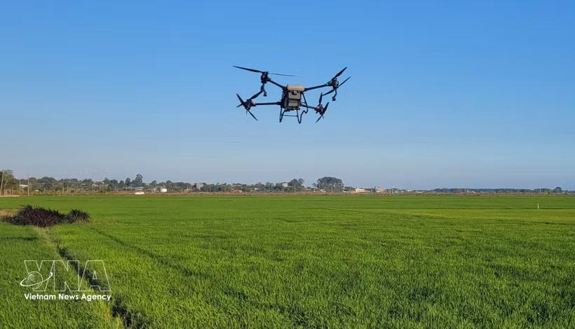 Использование БПЛА для распыления пестицидов на рисовом поле Аннят в общине Лонгдьен города Хошимин (Фото: ВИА)