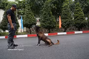 Тихие четвероногие бойцы на страже безопасности
