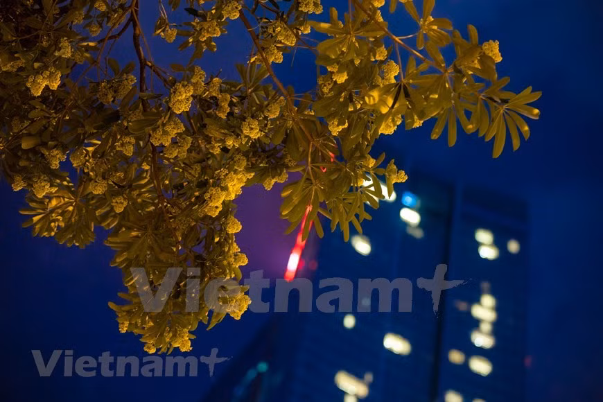 Цветки альстонии чатиан – типичная черта Ханоя каждую осень ảnh 24