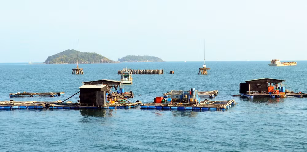 Эффективное и безопасное развитие морской аквакультуры ảnh 1
