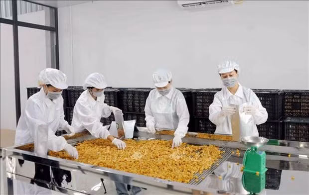 Послеуборочная обработка повышает ценность сельскохозяйственной продукции провинции Шонла ảnh 2