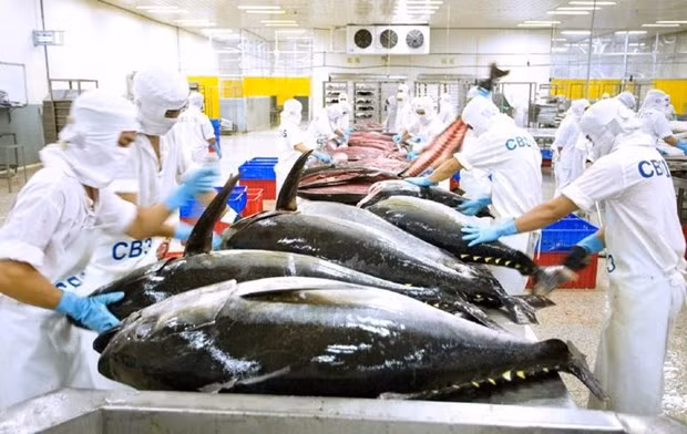 Вьетнамская продукция из тунца экспортируется на 80 рынков по всему миру ảnh 1 Вьетнамская продукция из тунца экспортируется на 80 рынков по всему миру ảnh 1