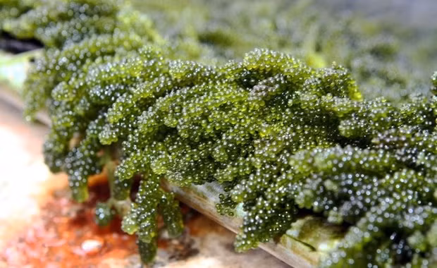 Объединение для развития цепочки производства морских водорослей ảnh 1