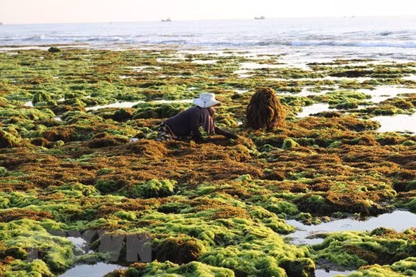 Объединение для развития цепочки производства морских водорослей ảnh 2 Объединение для развития цепочки производства морских водорослей ảnh 2