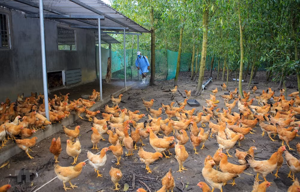 ВОЗ: Птичий грипп A (H5N8) может передаваться от птиц человеку ảnh 1