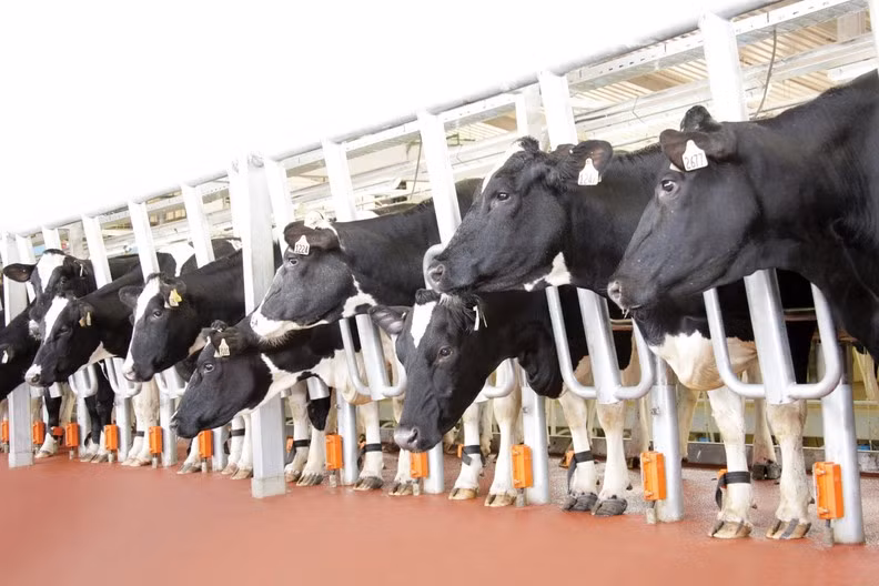 Министр сельского хозяйства Калужской области посетил ферму TH True Milk ảnh 5