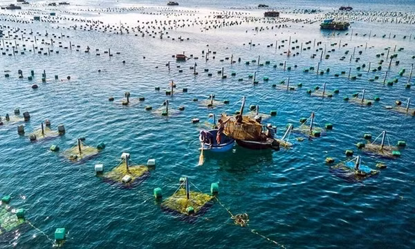 Развитие морской аквакультуры станет неизбежной тенденцией ảnh 1
