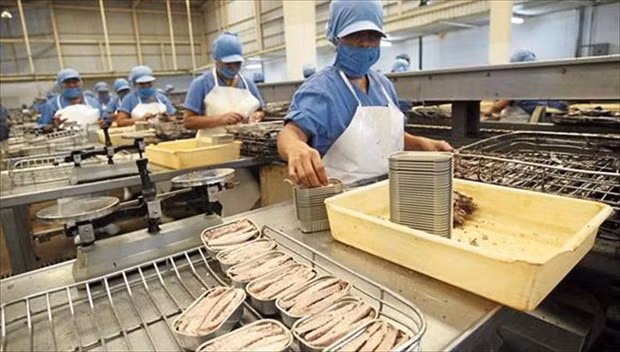 Экспорт тунца из Вьетнама во Францию ​​вырос на 203% за 7 месяцев ảnh 1