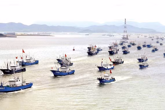 Запасы рыбы в Восточном море резко упали ảnh 1 Запасы рыбы в Восточном море резко упали ảnh 1