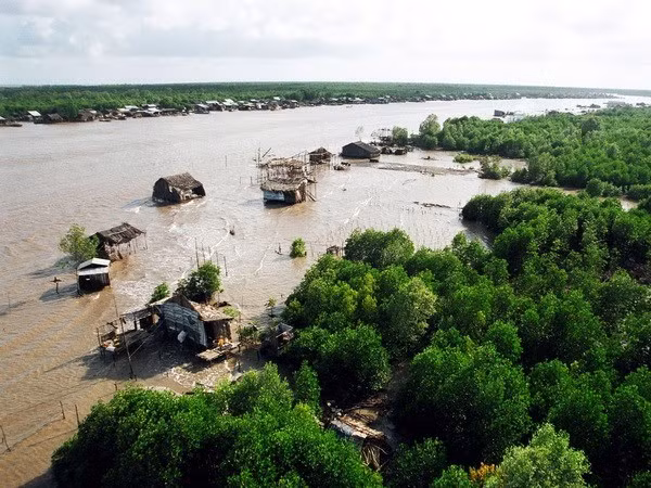 HSBC и WWF Вьетнама объединяются для восстановления затопленных лесов ảnh 1