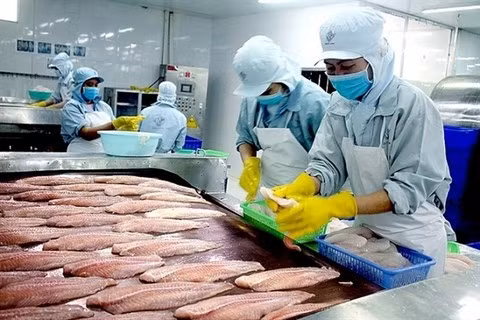 Производство пангасиуса бокорта в дельте Меконга сильно пострадало из-за социального дистанцирования ảnh 1
