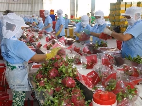 Министерство стремится продавать сельхозпродукцию на фоне эпидемии nCoV ảnh 1 Министерство стремится продавать сельхозпродукцию на фоне эпидемии nCoV ảnh 1