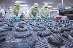 Заморозка продукции из чёрной тигровой креветки для экспорта на заводе корпорации морепродуктов «Минь Фу», провинция Камау. (Фото: ВИА)