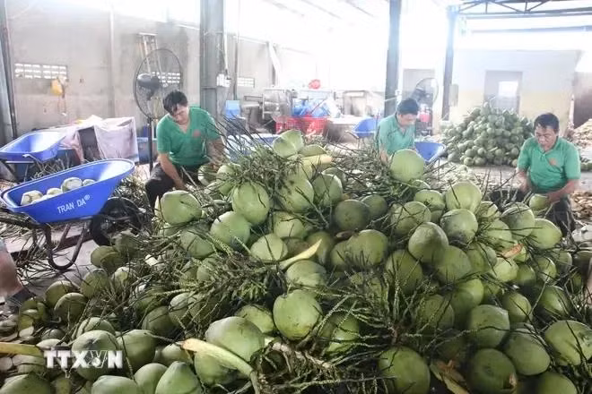 Обработка свежих кокосов для экспорта в компании Mekong Fruit Co. Ltd. в уезде Чаутхань, провинция Бенче. (Фото: ВИA)