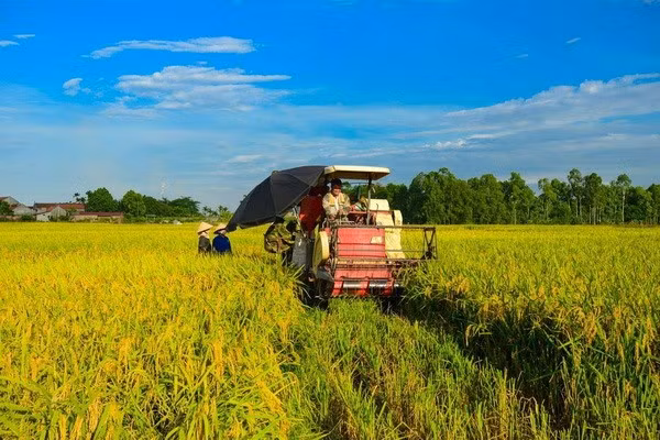 Уборка риса в дельте реки Меконг. Фото: Vietnam+.