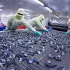 Креветочная продукция замораживается по технологии IQF на заводе Minh Phu Seafood Group в квартале Ли Ван Лам провинции Камау. Фото: ВИА