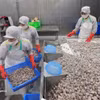 Рабочие перерабатывают моллюсков на экспорт на заводе Акционерной компании по импорту и экспорту морепродуктов Тханьхоа в провинции Тханьхоа. (Фото: ВИА) 