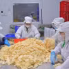 Работники обрабатывают корни лотоса на экспорт на предприятии. (Фото: ВИА)